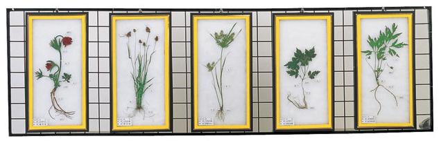 식물표본 (벽걸이용 A형)